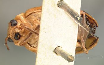 Media type: image; Entomology 17533   Aspect: habitus ventral view